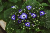 From above of delicate tiny blooms of Cineraria flower with green leaves growing in botanical garden