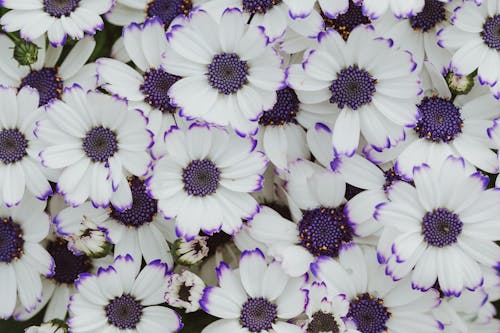 깨지기 쉬운, 꽃무늬, 꽃봉오리의 무료 스톡 사진