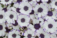 From above full frame background of blooming flowers with white petals and violet edges
