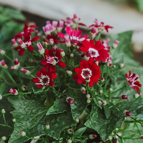 From above of red blooming Cineraria flowers with thin twigs and green leaves
