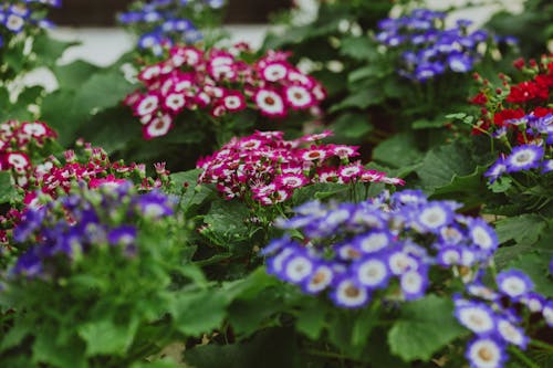 Blooming Cineraria flowers with gentle petals on colorful buds