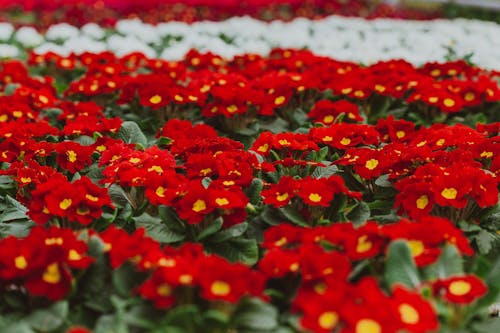 Základová fotografie zdarma na téma aroma, barevný, biologie