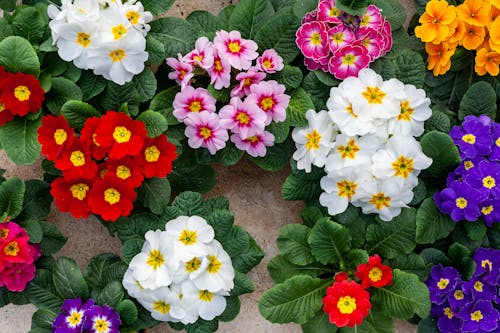 Assorted species of potted primroses growing in glasshouse
