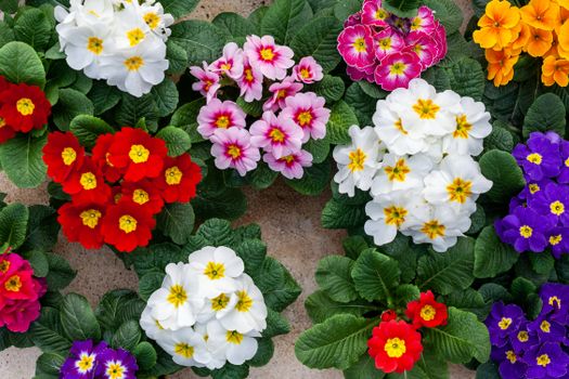 Assorted species of potted primroses growing in glasshouse