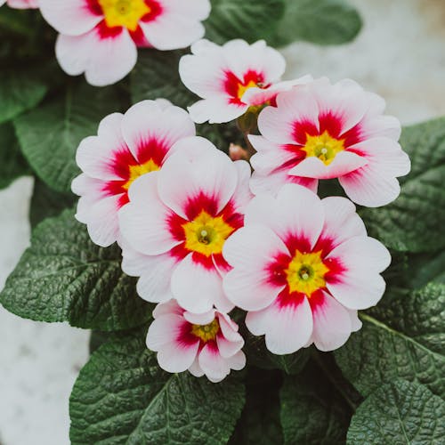 Blooming flowers of Primula vulgaris in garden