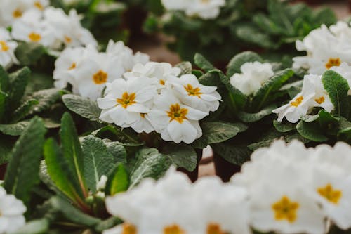 From above of white primroses species of flowering plant family Primulaceae in glasshouse