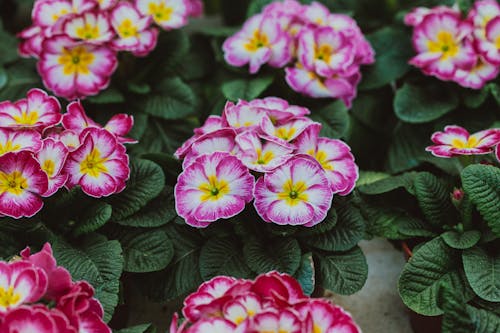 Základová fotografie zdarma na téma aroma, aromatický, bujný