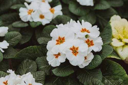 Blooming white primrose with thin petals