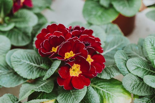 High angle of blooming red Primula vulgaris with green foliage growing in pot in greenhouse
