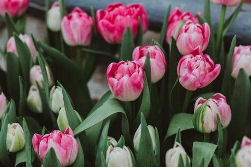 Blooming tulips with pointed leaves in garden