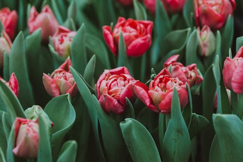 Blooming red tulips with green foliage