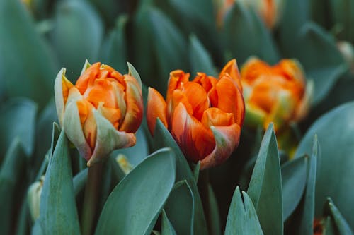 Bright blooming tulips in green leaves