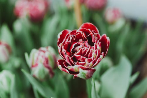 From above of Double Late tulip with red buds and green leaves growing in greenhouse