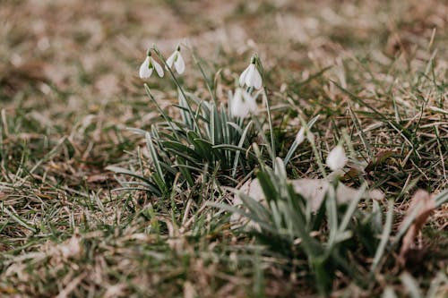 Galanthus flowers on grassy ground