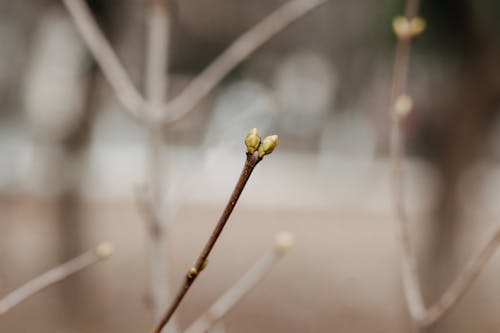 Free Leafless thin sprigs of trees with blooming tiny buds growing in forest on blurred background on spring day in nature Stock Photo