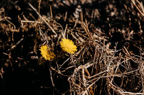 From above of small blooming yellow dandelions growing on ground with withered grass in forest with bright sunlight in nature
