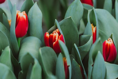 Free Lush tulips growing in garden Stock Photo