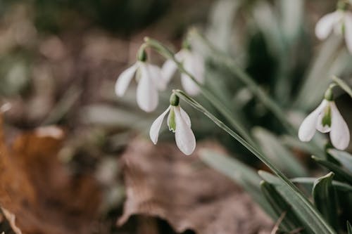 White Snowdrop Flowers in Close-Up Photography