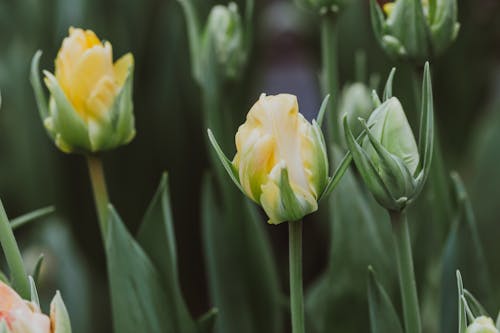 Blooming Yellow tulip Flowers