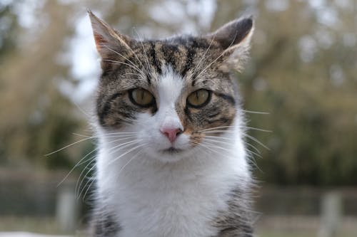 bakmak, beyaz, ev kedisi içeren Ücretsiz stok fotoğraf