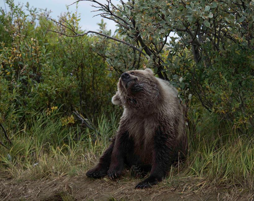 Grizzlies-Timberwolves: 5 Burning Questions Answered NOW!