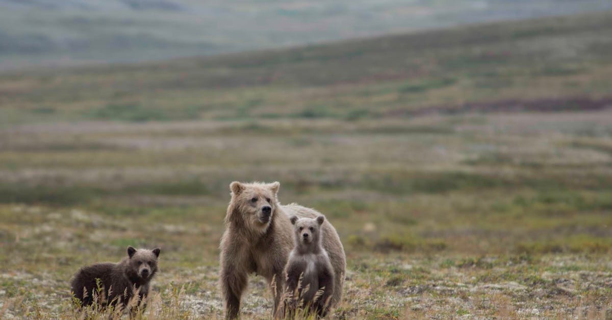 How long do grizzly bears stay with their mothers