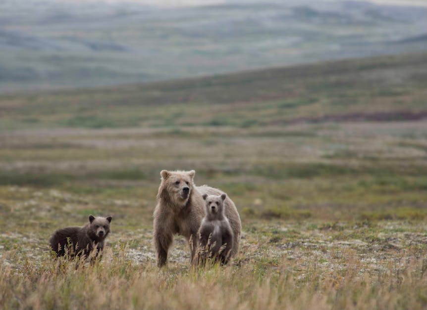 How long do grizzly bears stay with their mothers