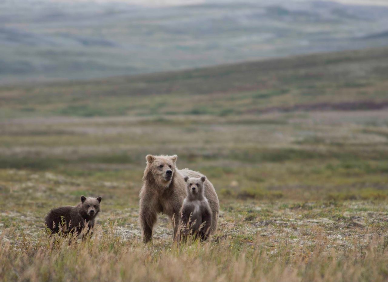 a grizzly bear family roams an open meadow showcasing wildlife in thei