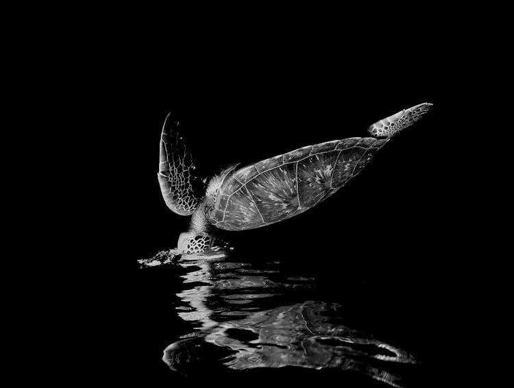 Black An White Photo Of A Turtle Falling Into Water