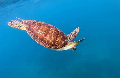 Free Brown and White Turtle in Water Stock Photo