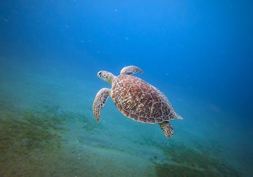 Turtle swimming underwater · Free Stock Photo