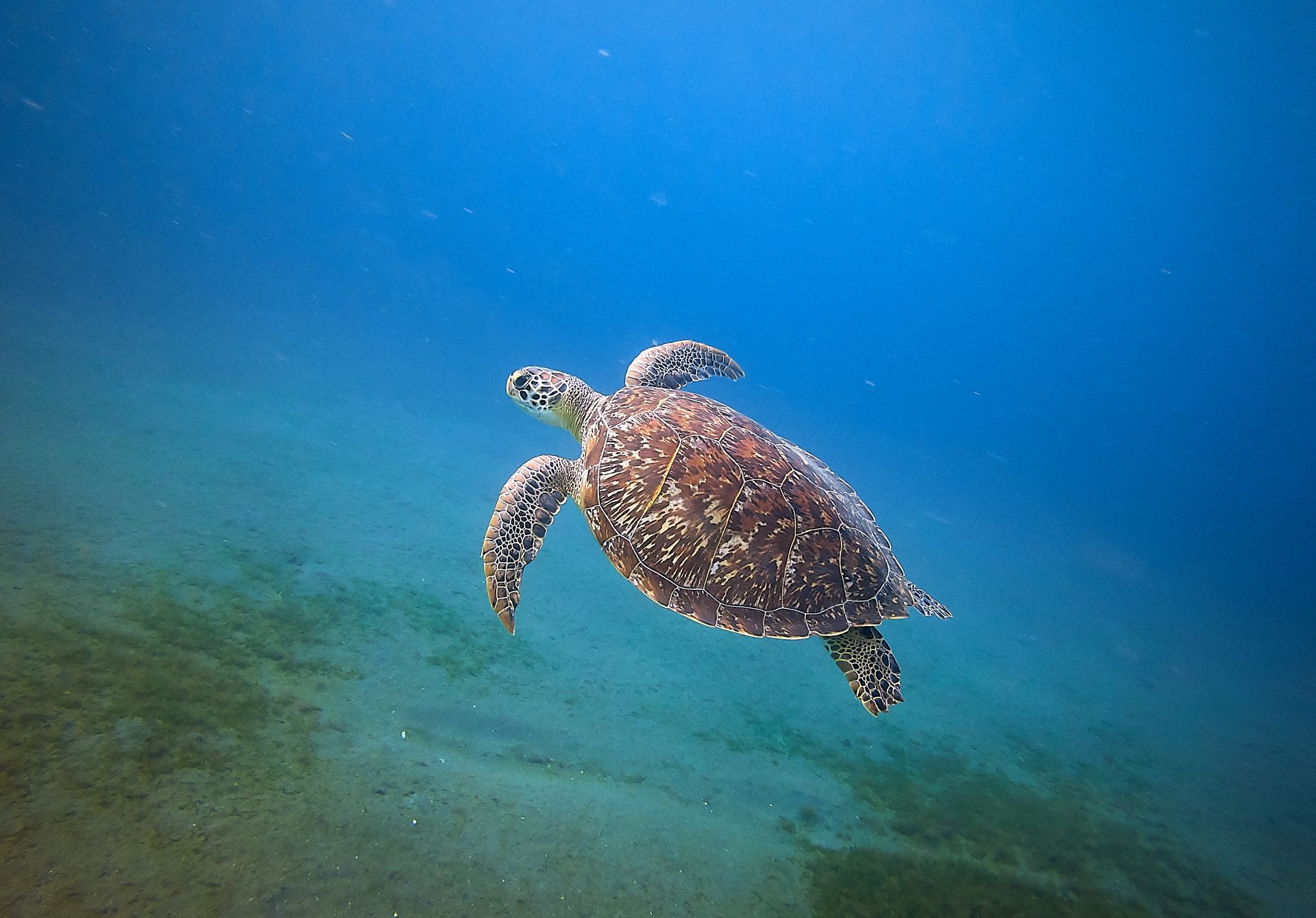 A sea turtle swimming gracefully underwater in Bouillante, showcasing marine life beauty.