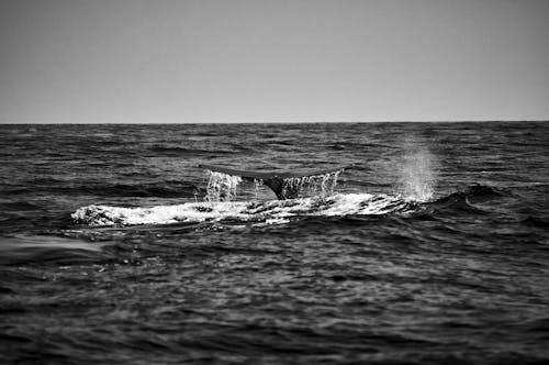 Grayscale Photo of a Whale Tail