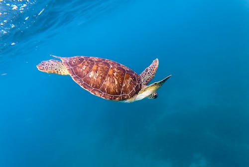 Free Brown and Beige Turtle Underwater Stock Photo