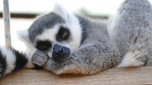 Gratis lagerfoto af dyr, dyrefotografering, lemur Lagerfoto