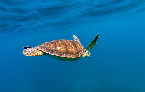 Free Close-Up Shot of Sea Turtle Swimming Underwater Stock Photo