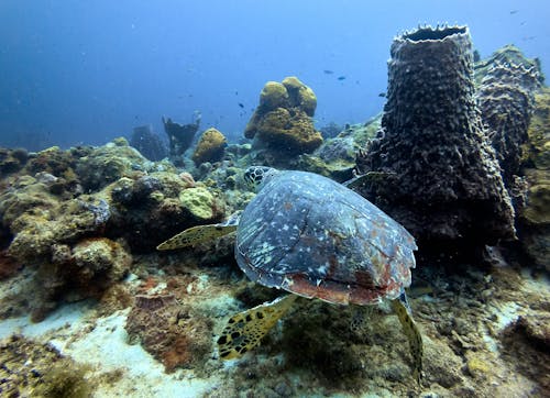 カメ, サンゴ, 動物の無料の写真素材