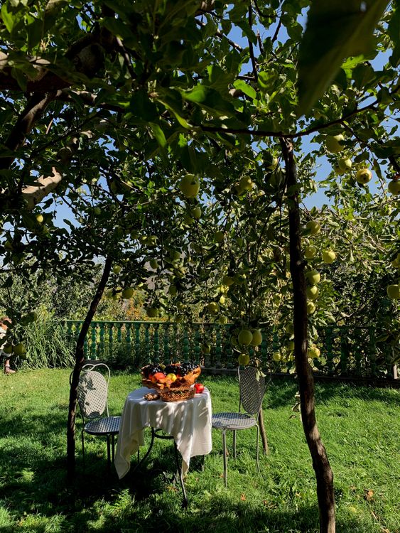 Photo of a Table Near Apple Trees · Free Stock Photo