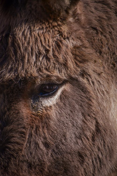 Close-Up Shot of an Eye of a Brown Horse