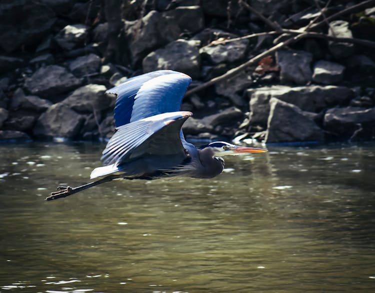 A Great Blue Heron Flying 