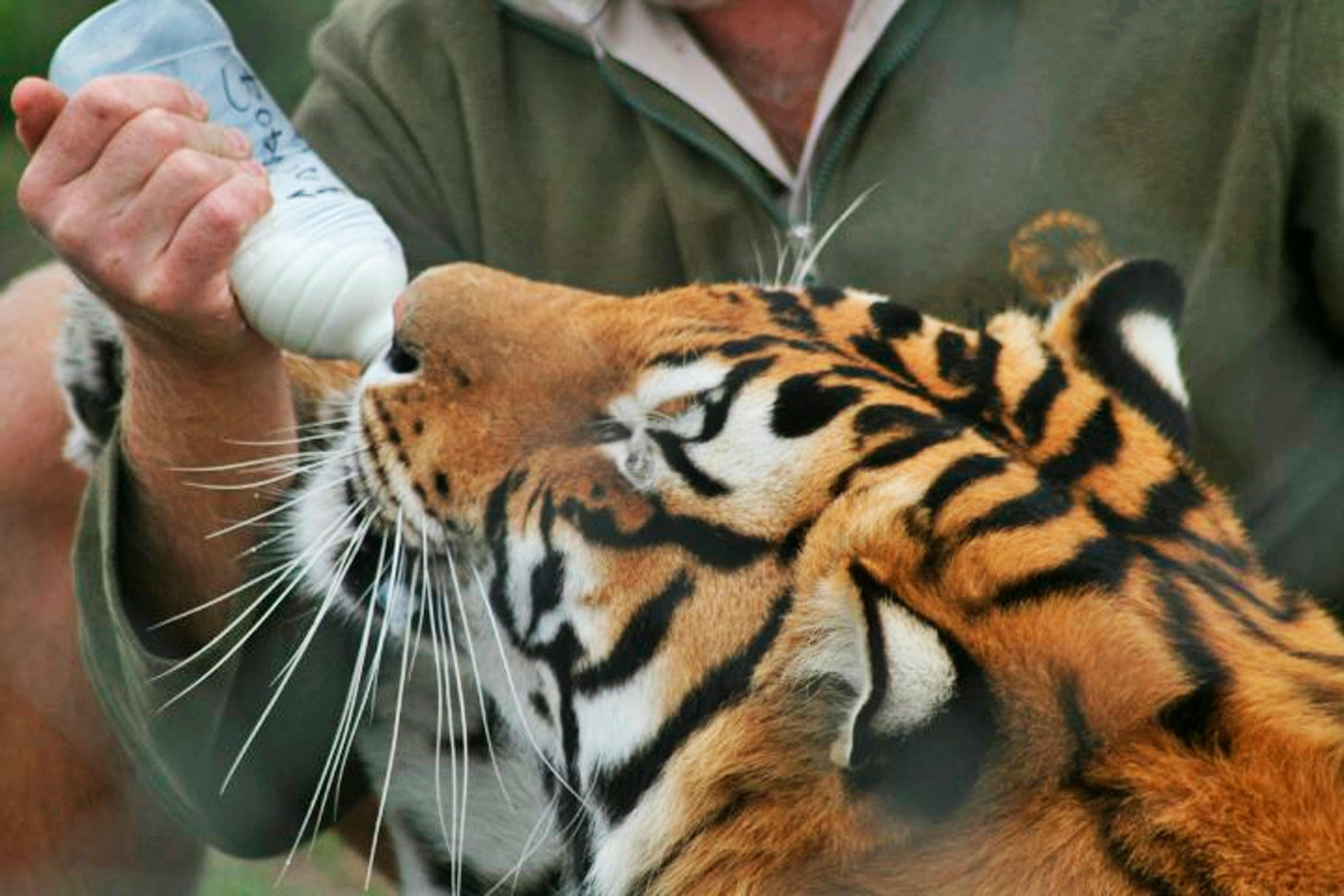Free stock photo of animals, baby, bottle