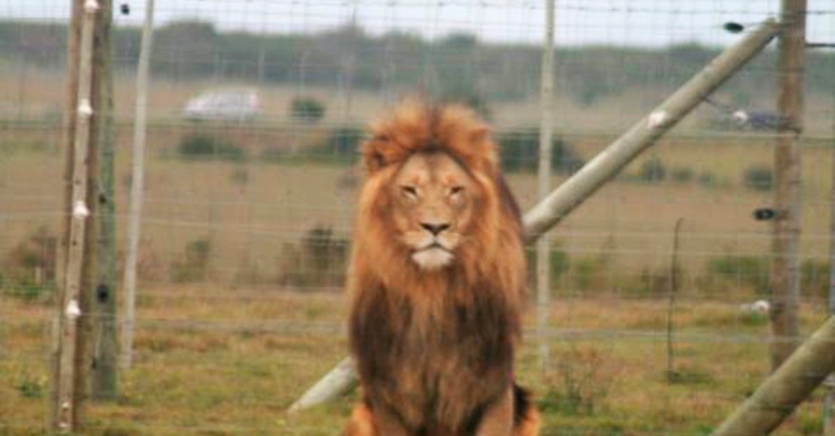 Free stock photo of animal, cage, captive