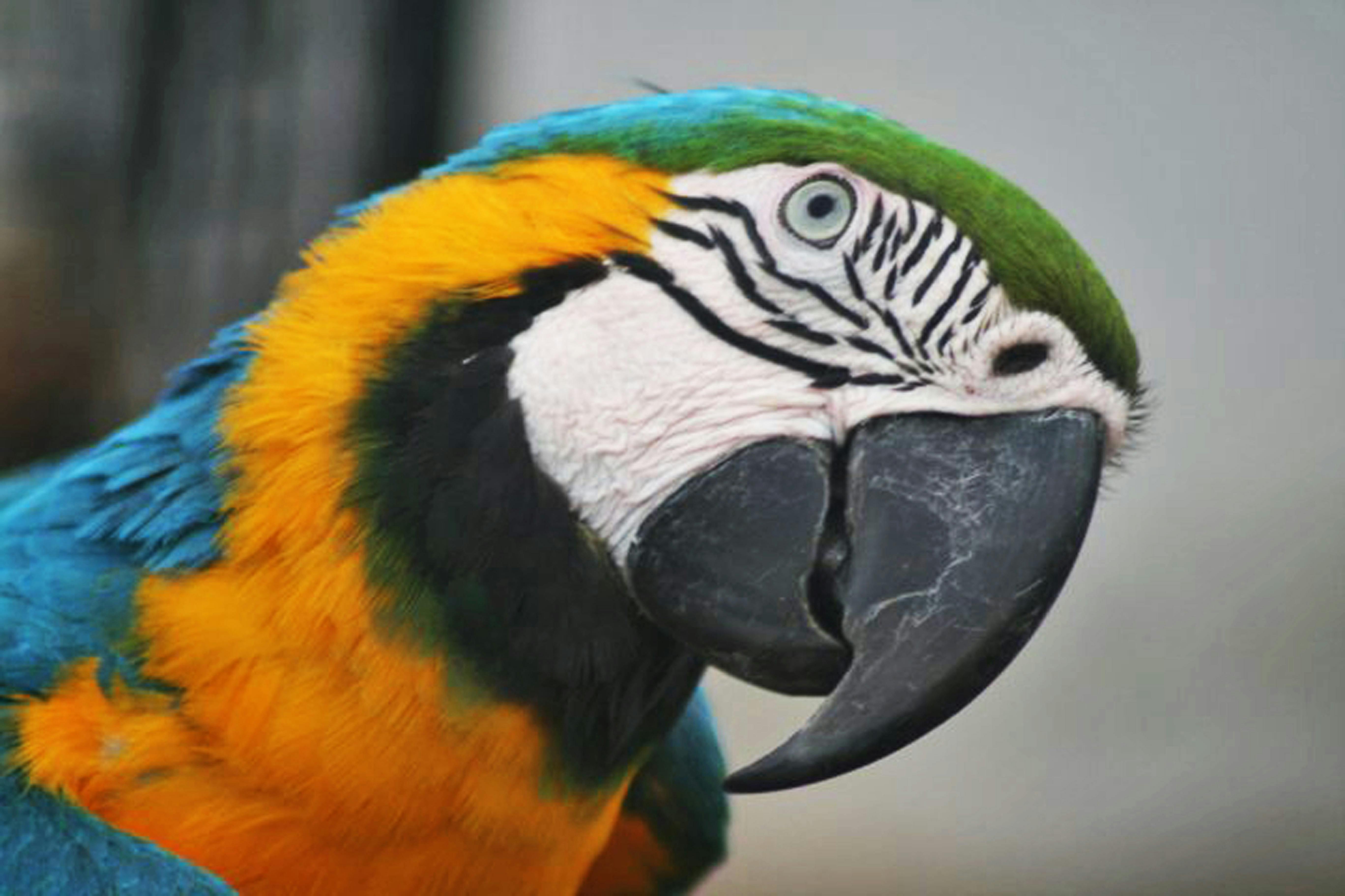 Free stock photo of animal, colorful, feathers