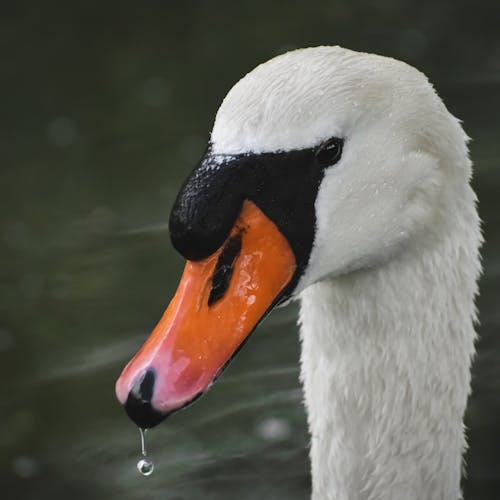 Close-up of a White Swan's Head
