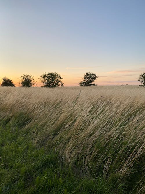 Foto d'estoc gratuïta de arbres, blat, camp