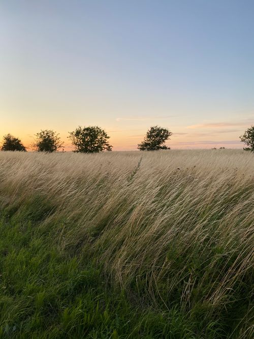 Free Beautiful countryside field with grass and trees during a golden sunset hour, capturing nature's tranquility. Stock Photo