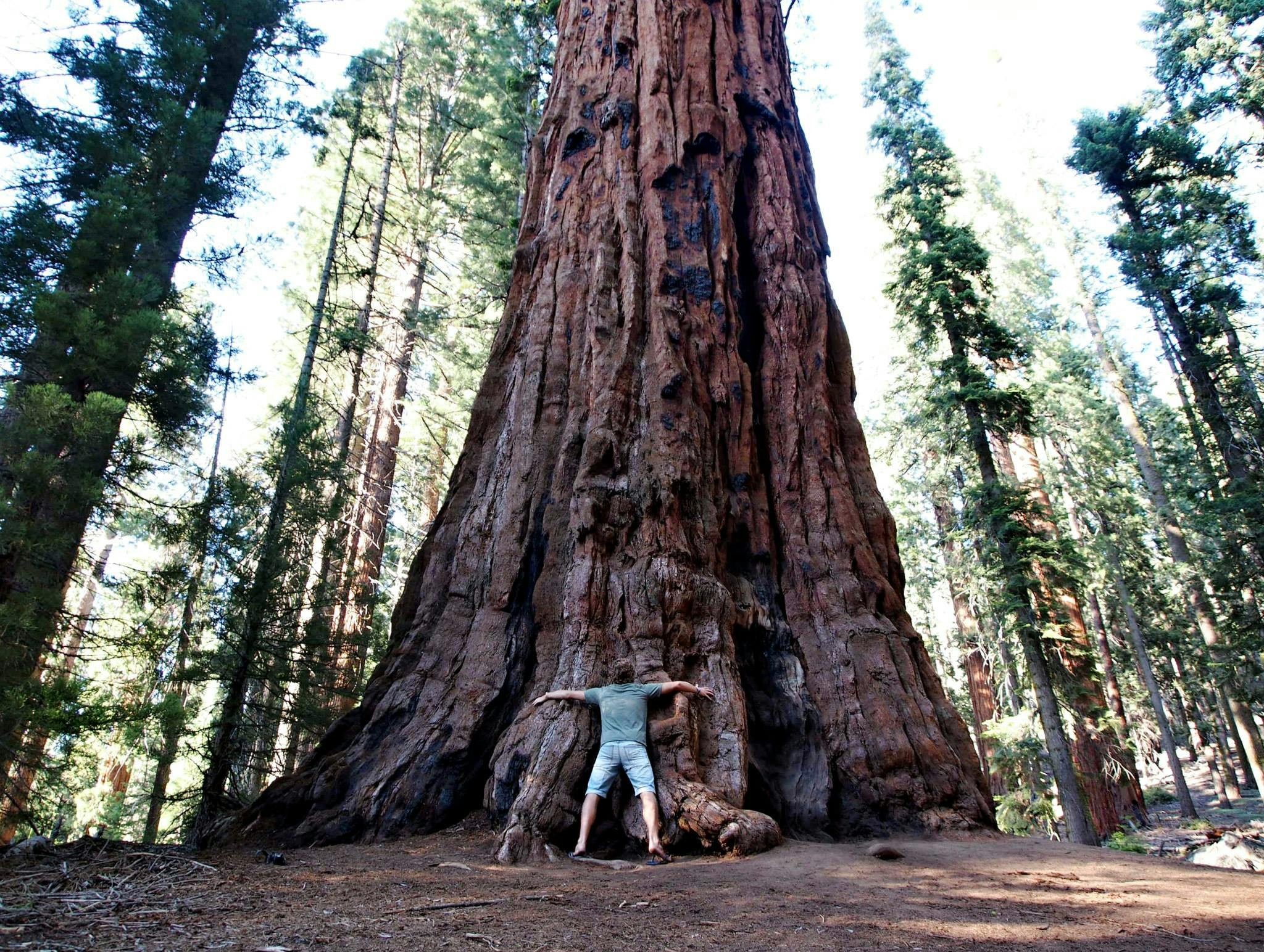 Znalezione obrazy dla zapytania huge tree