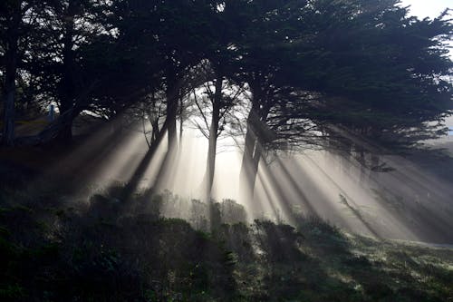 Foto d'estoc gratuïta de amb silueta, arbres, baguls