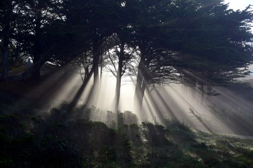 Free Dramatic sunbeams illuminating a misty forest in Half Moon Bay, CA. Stock Photo