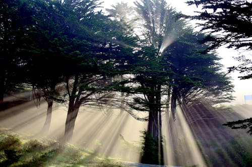 Immagine gratuita di acqua, alba, alberi